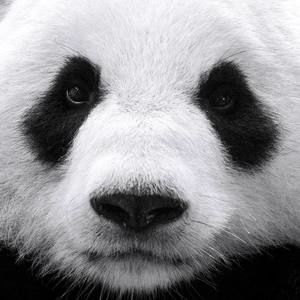 Meet your Posher, Danghiep